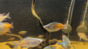 魚缸底砂造景專用天然砂石水族箱底部石頭水草裝飾沙子原生溪流石 溪流石4-6毫米5斤 曬單實拍圖