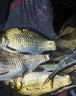 河冠鯉高蛋白野釣黑坑魚餌料開口誘魚快聚魚久鯉魚餌通殺搓餌散炮 【爆護(hù)必選】1包 曬單實(shí)拍圖