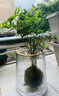 墨薰槿金明竹水養米竹水培苔蘚球植物室內微觀(guān)盆景金明竹紅觀(guān)音竹觀(guān)賞竹 米竹苔蘚球+底盤(pán)2盆【可水培 】 裸根不帶土 曬單實(shí)拍圖