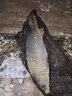 卓競大號有倒刺無倒刺新關(guān)東大碼魚鉤散裝錨鉤黑坑有刺日本進(jìn)口 進(jìn)口加力 新關(guān)東有倒刺) 40枚 6號 曬單實(shí)拍圖