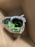 花姬  明月草苗/盆栽 金雞毛草仙草白鳳菜白背三七降糖草菜 明月草鮮葉一斤(500g) 不含盆 曬單實(shí)拍圖