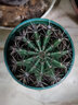 可食用仙人球1個(gè)1斤左右可食用仙人球凈化空氣仙人掌耐寒仙人球 1斤左右食用仙人球兩顆 曬單實(shí)拍圖