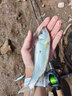 米諾假餌套裝沉水路亞餌緩沉遠投翹嘴鱸魚(yú)鱖魚(yú)微物鉛筆淡海水 5g沉水米諾【5只裝】 曬單實(shí)拍圖