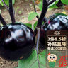 壽禾 粉果番茄種子老品種西紅柿大果壽光蔬菜粉冠毛粉秋冬季洋柿子 粉星沙瓤西紅柿籽 300粒 曬單實(shí)拍圖