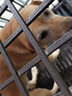 KAMPETkampet狗鏈子牛皮大狗狗牽引繩中型犬大型犬金毛遛狗繩狗繩 標準款棕色(寬1.5-1.6cm) 長(cháng)160CM 曬單實(shí)拍圖