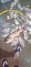 達(dá)摩魚線弦臺釣?zāi)猃堉骶€子線50米釣魚線不漲號標(biāo)準(zhǔn)線徑主線拉力好子線易切水 主線2.0號 曬單實拍圖