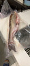 大白魚 翹嘴魚 大白刁子魚 翹殼魚 湖北特產(chǎn) 新鮮魚現(xiàn)殺現(xiàn)發(fā) 3斤/條（3條發(fā)4條） 曬單實拍圖