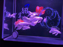 繪彩繪彩海水魚(yú)飼料海黃金魚(yú)糧小丑藍吊類(lèi)開(kāi)口緩沉顆粒觀(guān)賞魚(yú)專(zhuān)用魚(yú)食 海黃金0.8mm150G緩沉型 曬單實(shí)拍圖