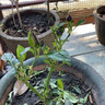 聽(tīng)雪樓辣椒盆栽五彩椒帶果朝天椒庭院陽(yáng)臺種植觀(guān)賞花卉綠植 五彩椒帶果發(fā)貨【1盆裝】 原土發(fā)貨 曬單實(shí)拍圖