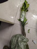 虞潤 紐荷爾臍橙苗嫁接臍橙樹苗橙子樹苗盆栽臍橙苗 1年苗 曬單實(shí)拍圖