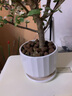 綠有意金枝玉葉盆栽老樁多肉水培植物室內(nèi)花辦公室綠植好養(yǎng)凈化空氣 棒棒糖【錐紋陶瓷花盆】+肥 曬單實拍圖