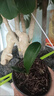 長(cháng)春精品君子蘭麻臉寬短葉技師油匠鋼板立板當年開(kāi)花花卉盆栽植物 立板技1葉苗 帶盆栽好 曬單實(shí)拍圖