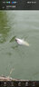 黃金眼魚(yú)漂官方蘆葦浮漂黑坑競技靈敏鯽魚(yú)鯉魚(yú)醒目 黃金眼 L-1088(二目加粗尾) 3號一支 曬單實(shí)拍圖