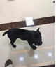 帥帥名寵北京犬舍純種卡斯羅犬幼犬  卡斯羅活體大型護衛(wèi)犬 斯羅幼犬猛犬 血統(tǒng)級 曬單實拍圖