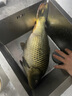 佳釣?zāi)幔↗IADIAONI）9編大力馬pe線魚線主線100米超強拉力釣魚子線路亞線筏釣漁線 100米X9 碳芯灰色PE線 1.5 曬單實拍圖