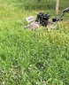 村舍 新型自走打草機四驅除草微耕機小型家用碎草還田機汽油割草機 宗申225汽油款-割草寬度50cm 曬單實(shí)拍圖