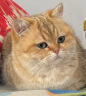 Orijen渴望六种鱼猫粮1.8kg 成猫幼猫通用粮【美版】部分效期24/8 实拍图