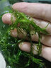 AIPHAROW魚缸中后景綠菊坨草活體淡水懶人造景蜈蚣草造景植物綠宮廷坨草 蜈蚣草1杯(6-8顆) 曬單實(shí)拍圖