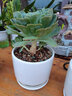 花絡(luò )閣 韓趣多肉 玉碟 石蓮花 多肉植物 陽(yáng)臺綠植盆栽花卉 趣味多肉 辦公桌植物 10公分左右 曬單實(shí)拍圖