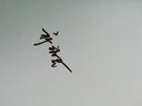正版 開端 小說 祈禱君著 白敬亭、趙今麥主演電視劇 一本完結(jié)晉江文學(xué)城青春文學(xué)懸疑推理解謎小說 正午陽光改編電視劇原作 開端 曬單實(shí)拍圖