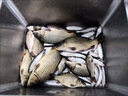 挺派（TINGPAI）打窩料野釣鯽魚(yú)發(fā)酵打窩料五谷雜糧餌料鯉魚(yú)草魚(yú)自制發(fā)酵重窩底料 3.6斤純發(fā)酵輔助添加打窩料 曬單實(shí)拍圖