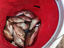 狼王磯竿碳素磯釣竿3號(hào)魚竿套裝手海兩用拋竿甩桿海桿海韻磯 2.4米+紡車輪2500型【防海水】 曬單實(shí)拍圖