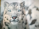 瀕危 我們和它們的未來 蒂姆弗拉克珍惜野生動物公益保護人與自然生態(tài)環(huán)境攝影書籍 曬單實拍圖