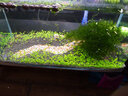 共度（Gong Du） 魚(yú)缸裝飾造景石底砂  魚(yú)缸彩色沙子水族箱裝飾品底沙 水族箱沙石 水草泥500g 曬單實(shí)拍圖