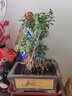六月雪盆栽懸崖微型盆景好養開(kāi)花客廳金邊提根樹(shù)苗辦公桌老樁室內 5年大提根1盆 帶盆栽好 曬單實(shí)拍圖
