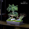 瀚林怡景（HANLINYIJING）澳洲杉不老松盆景樹樁造型植物室內(nèi)客廳辦公室盆栽陽臺綠植南洋杉 澳洲杉-紫砂四方盆 曬單實(shí)拍圖