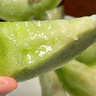 布妞萌冰淇淋玉菇甜瓜當(dāng)季現(xiàn)摘網(wǎng)紅白皮綠肉香甜小香瓜新鮮水果應(yīng)季整箱 5斤精選裝 曬單實(shí)拍圖