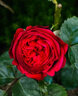 花財主歐月藤本月季花大游行薔薇木香大苗爬藤植物庭院濃香型玫瑰花卉 紅色龍沙寶石(爬藤) 1米-1.3米高大苗 曬單實(shí)拍圖