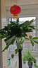 行湘大型綠植盆栽獨桿發(fā)財樹(shù)1.4-1.5米+椰磚+塑料白色螺紋盆 源頭直發(fā) 曬單實(shí)拍圖