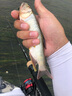 DAIWA達億瓦 2019新款 BASS X Y 路亞竿 路亞釣魚(yú)竿碳素 路亞遠投釣竿 釣竿 漁竿 662LS.Y（1.98米軟調直柄） 曬單實(shí)拍圖
