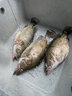達億瓦（DAIWA） 22款SALAMANDURA MX火蜥蜴路亞竿微物泛用釣翹嘴鱸魚鱖魚桿遠投 1.98m S66ML-2 曬單實拍圖