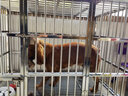 貝尼寵【不銹鋼 加粗加厚 激光滿(mǎn)焊】狗籠不銹鋼結實(shí)金毛布拉多薩摩杜賓 110x71x98組裝加粗(有喂食小門(mén)) 曬單實(shí)拍圖