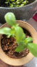 德沃多肥料蔬菜营养土15L带肥料 园艺种菜土壤阳台盆栽蔬菜通用型种植基质土 实拍图