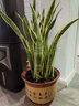 傾顏室內客廳盆栽虎皮蘭 虎尾蘭 銀脈白玉大型綠植易活 植物新房裝修 金邊虎皮蘭60-70厘米5-6顆裝大苗 曬單實(shí)拍圖
