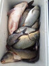 富源百川風(fēng)旗艦魚(yú)線(xiàn)主線(xiàn)超強拉力迷彩線(xiàn)斑點(diǎn)魚(yú)線(xiàn)子線(xiàn)野釣黑坑競技 主線(xiàn) 75米 -斑點(diǎn) 1.5號 曬單實(shí)拍圖