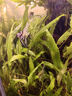 魚(yú)苗觀(guān)賞魚(yú)七彩神仙魚(yú)熱帶大型燕魚(yú)秘魯埃及好養淡水小型魚(yú)小花仙 3+厘米燕魚(yú)混搭10條【漁場(chǎng)直發(fā)】 曬單實(shí)拍圖