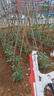 極頂 葡萄綁枝機(jī)綁西紅柿黃瓜藤月季薔薇爬藤綁蔓器經(jīng)典款套裝 曬單實拍圖