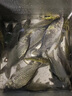 達摩 浮漂KC空心軟尾鯽魚漂4片孔雀羽毛8目軟尾輕口滑口魚釣魚浮標 達摩KC26（8目軟尾） 2號 曬單實拍圖
