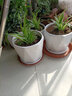 裕軒堂陶瓷花盆簡(jiǎn)約辦公室綠蘿吊蘭文竹榕樹(shù)室內多肉家用白色盆個(gè)性桌面 2023清新組合（四個(gè)中號） 中等 曬單實(shí)拍圖