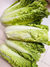 陽(yáng)雀湖陽(yáng)雀湖雄安新鮮毛白菜高鈣高葉酸農家青白菜4顆起發(fā)現摘現發(fā)鮮蔬 毛白菜9.9元/顆4顆包郵 曬單實(shí)拍圖