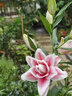 播種心情荷蘭進(jìn)口重瓣香水百合花種球帶芽LA OT LO鐵炮陽(yáng)臺盆栽庭院地栽根 黃眼線(xiàn)1球 其他 曬單實(shí)拍圖