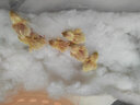 24小時(shí)發(fā)貨 蘆丁雞蛋受精蛋可孵化小雞學(xué)生寵物盧丁雞種蛋便宜 蘆丁雞開(kāi)口糧 1斤【1-40日齡】 曬單實(shí)拍圖