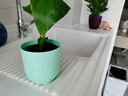 萌肉居白掌盆栽水培辦公室客廳綠植花卉美酒小白掌原盆土備用盆源頭直發(fā) 曬單實(shí)拍圖