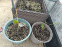 陽(yáng)光玫瑰葡萄樹(shù)苗盆栽包成活帶土果樹(shù)苗南北方種植葡萄苖當年結果 馬奶子77%人選【當年結果】原土 30cm(含)-40cm(不含) 曬單實(shí)拍圖