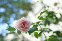 SAMYANG三陽(yáng)森養(yǎng)三洋AF 45mm F1.8 FE微單自動(dòng)對(duì)焦標(biāo)準(zhǔn)定焦鏡頭全畫幅 官方標(biāo)配 索尼FE口+CPL 曬單實(shí)拍圖