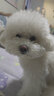 康貝尼狗玩具球耐咬實(shí)心橡膠球金毛馬犬德牧中大型犬訓(xùn)練彈力球?qū)櫸镉闷?紅色 特小號(hào)/直徑4.5cm 曬單實(shí)拍圖